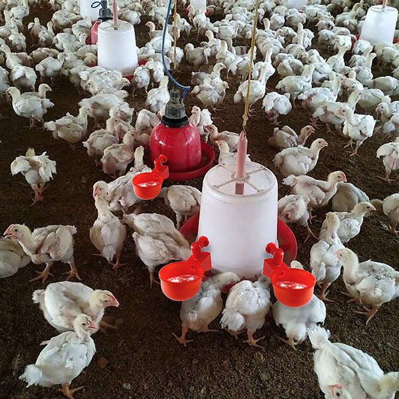 Automatic Poultry Waterer (6 PCS)